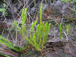 Lycopodiella lateralis. Branching aerial stems growing erect on pākihi soil.
 Image: L.R. Perrie © Te Papa CC BY-NC 4.0